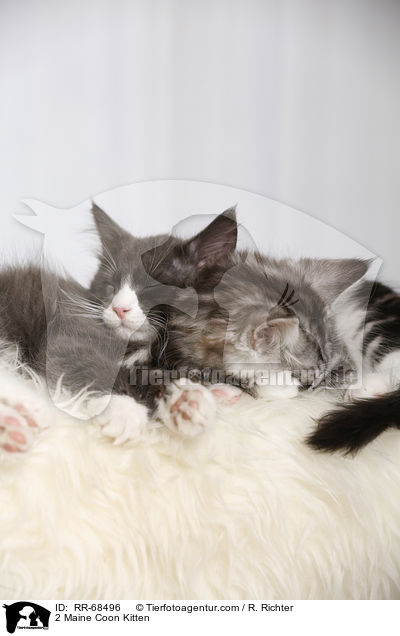 2 Maine Coon Ktzchen / 2 Maine Coon Kitten / RR-68496