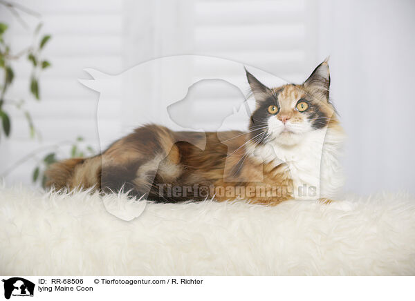 liegende Maine Coon / lying Maine Coon / RR-68506