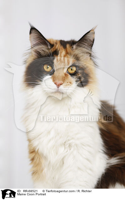 Maine Coon Portrait / Maine Coon Portrait / RR-68521