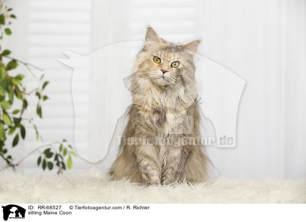 sitting Maine Coon / RR-68527