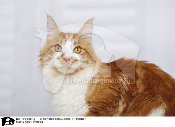 Maine Coon Portrait / RR-68542