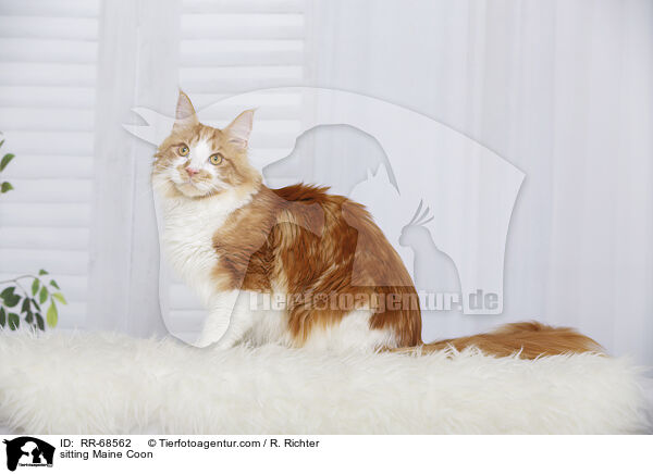 sitting Maine Coon / RR-68562