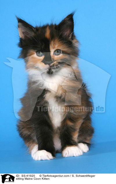 sitzendes Maine Coon Ktzchen / sitting Maine Coon Kitten / SS-41920