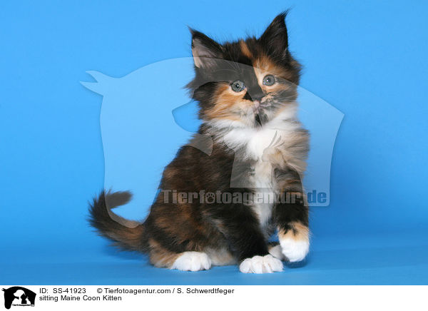 sitzendes Maine Coon Ktzchen / sitting Maine Coon Kitten / SS-41923