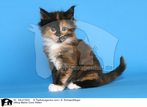 sitzendes Maine Coon Ktzchen / sitting Maine Coon Kitten / SS-41924