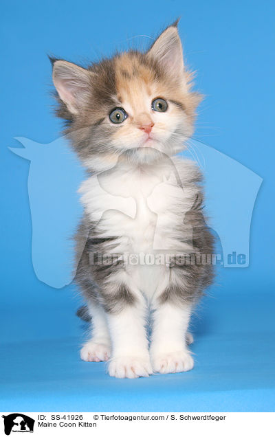 Maine Coon Ktzchen / Maine Coon Kitten / SS-41926