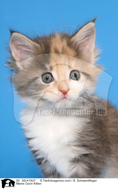 Maine Coon Ktzchen / Maine Coon Kitten / SS-41927