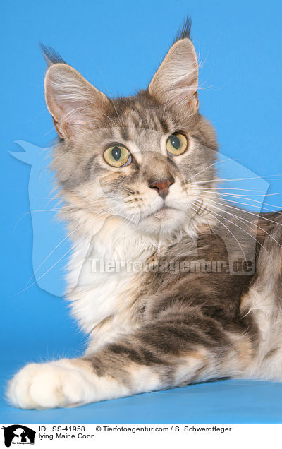 liegende Maine Coon / lying Maine Coon / SS-41958