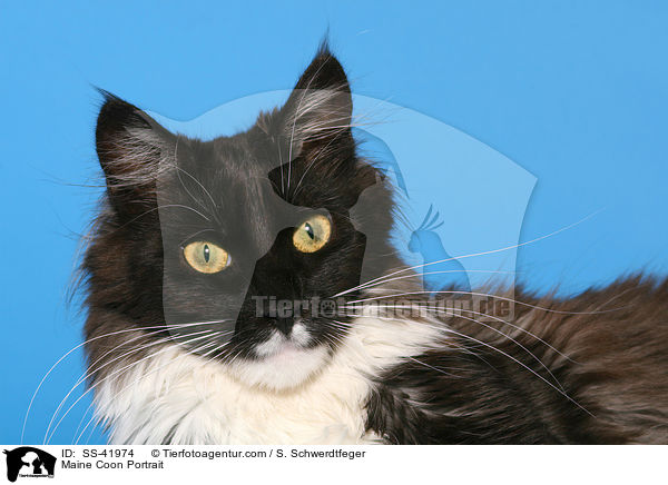 Maine Coon Portrait / Maine Coon Portrait / SS-41974