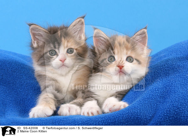 2 Maine Coon Ktzchen / 2 Maine Coon Kitten / SS-42008