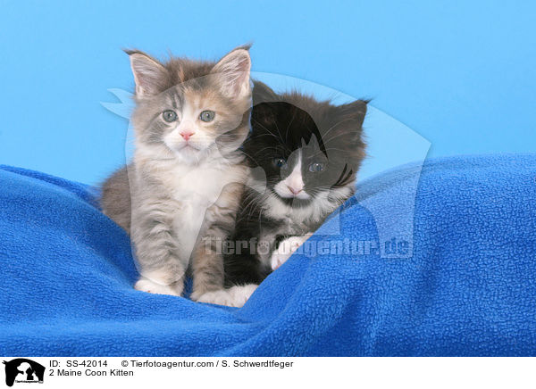 2 Maine Coon Ktzchen / 2 Maine Coon Kitten / SS-42014