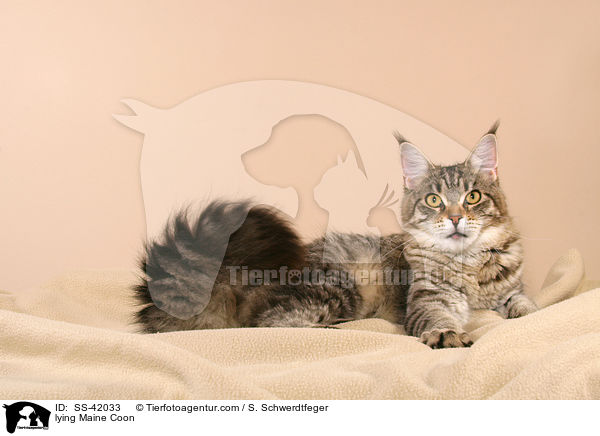 liegende Maine Coon / lying Maine Coon / SS-42033