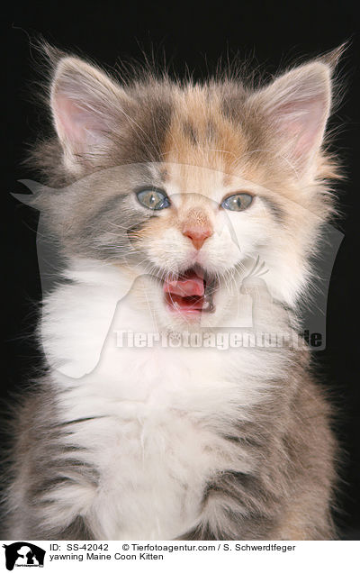 ghnendes Maine Coon Ktzchen / yawning Maine Coon Kitten / SS-42042