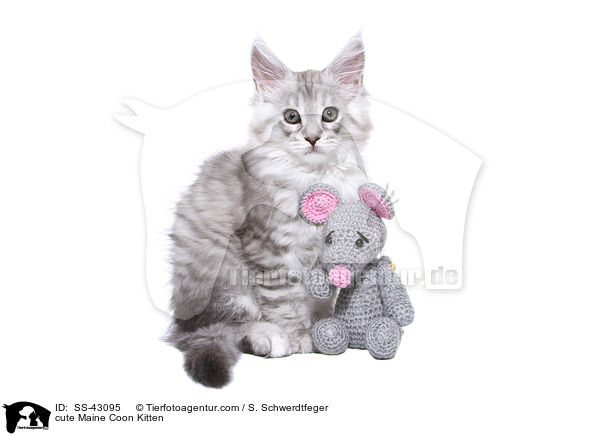 ses Maine Coon Ktzchen / cute Maine Coon Kitten / SS-43095