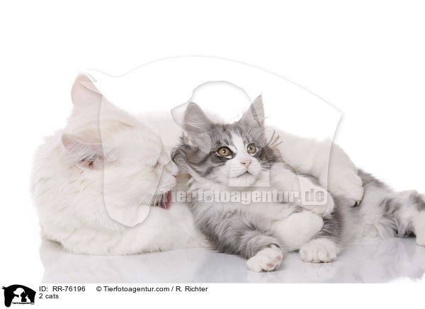 2 Katzen / 2 cats / RR-76196