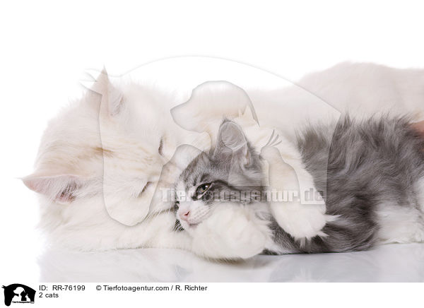 2 Katzen / 2 cats / RR-76199