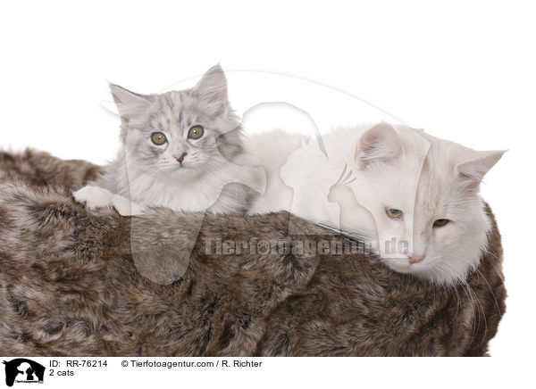 2 Katzen / 2 cats / RR-76214