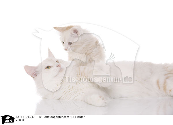 2 Katzen / 2 cats / RR-76217