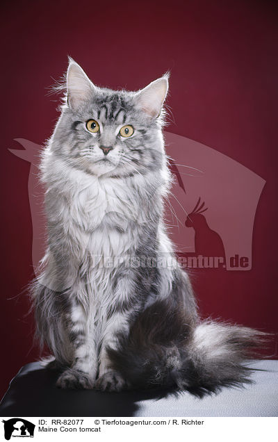 Maine Coon Kater / Maine Coon tomcat / RR-82077