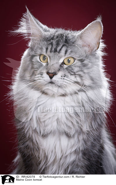 Maine Coon Kater / Maine Coon tomcat / RR-82078