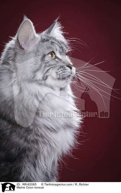 Maine Coon Kater / Maine Coon tomcat / RR-82085