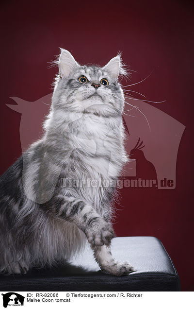 Maine Coon Kater / Maine Coon tomcat / RR-82086
