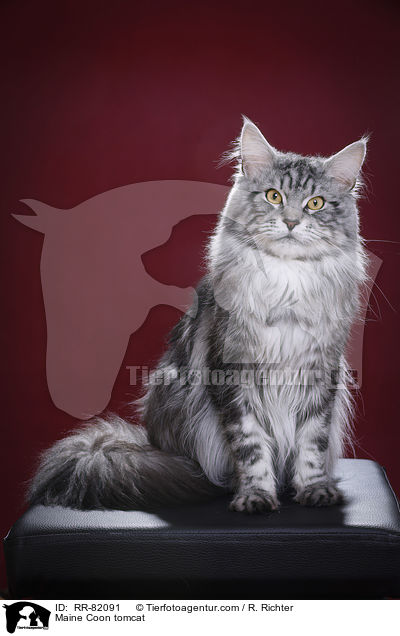 Maine Coon Kater / Maine Coon tomcat / RR-82091
