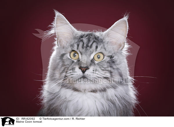 Maine Coon Kater / Maine Coon tomcat / RR-82092