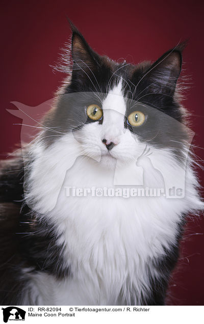 Maine Coon Portrait / Maine Coon Portrait / RR-82094