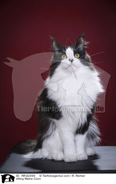 sitzende Maine Coon / sitting Maine Coon / RR-82099