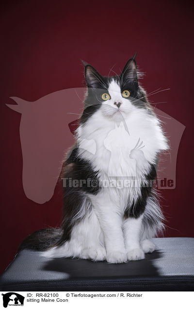 sitzende Maine Coon / sitting Maine Coon / RR-82100