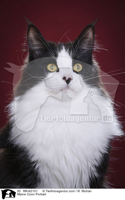 Maine Coon Portrait / Maine Coon Portrait / RR-82101