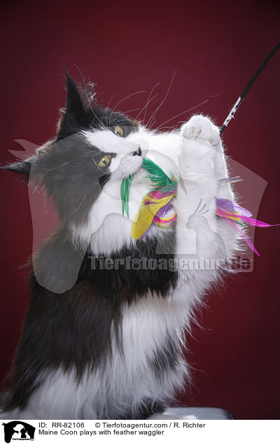 Maine Coon spielt mit Federwedel / Maine Coon plays with feather waggler / RR-82106