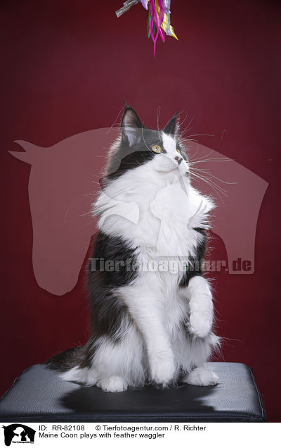 Maine Coon spielt mit Federwedel / Maine Coon plays with feather waggler / RR-82108