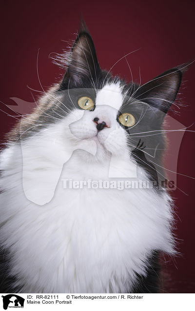 Maine Coon Portrait / Maine Coon Portrait / RR-82111