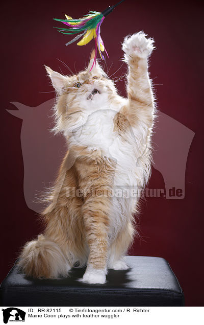 Maine Coon spielt mit Federwedel / Maine Coon plays with feather waggler / RR-82115