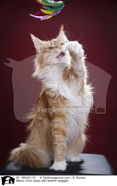 Maine Coon spielt mit Federwedel / Maine Coon plays with feather waggler / RR-82116