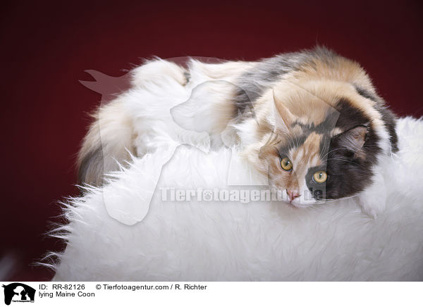 liegende Maine Coon / lying Maine Coon / RR-82126