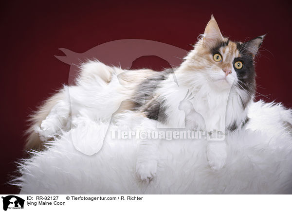 liegende Maine Coon / lying Maine Coon / RR-82127