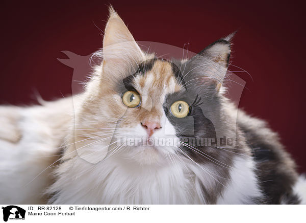 Maine Coon Portrait / Maine Coon Portrait / RR-82128