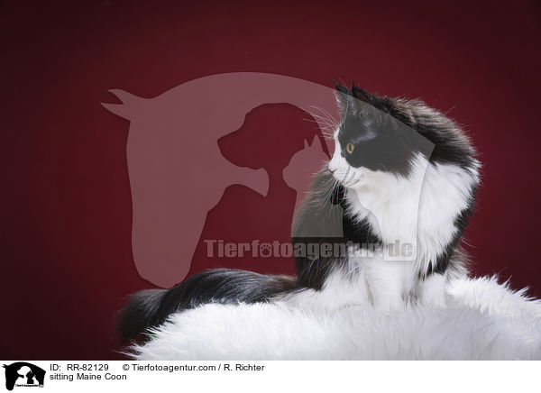 sitzende Maine Coon / sitting Maine Coon / RR-82129