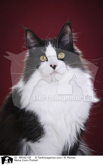 Maine Coon Portrait / Maine Coon Portrait / RR-82136