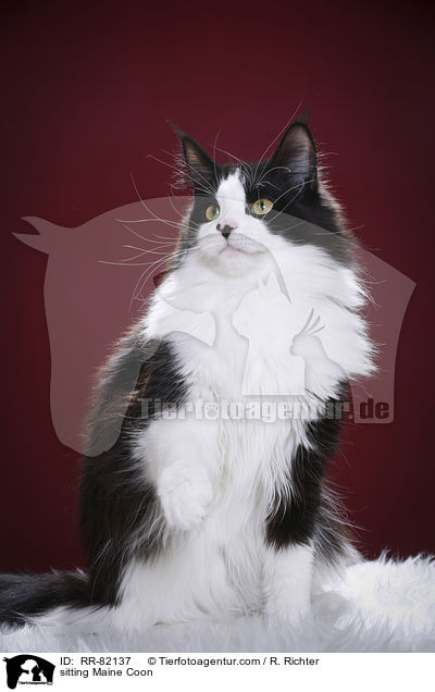 sitzende Maine Coon / sitting Maine Coon / RR-82137