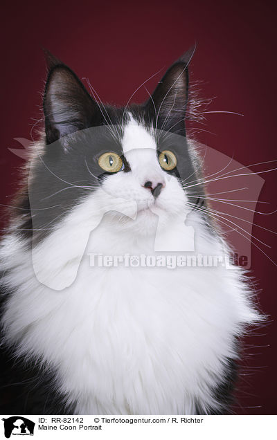 Maine Coon Portrait / Maine Coon Portrait / RR-82142