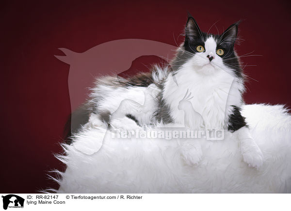liegende Maine Coon / lying Maine Coon / RR-82147