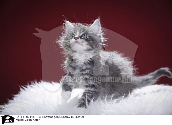 Maine Coon Ktzchen / Maine Coon Kitten / RR-82148