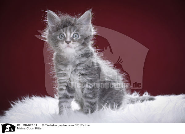 Maine Coon Ktzchen / Maine Coon Kitten / RR-82151