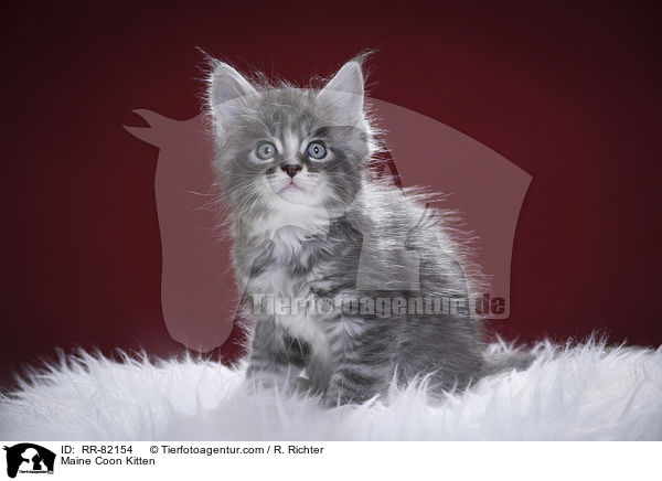 Maine Coon Ktzchen / Maine Coon Kitten / RR-82154