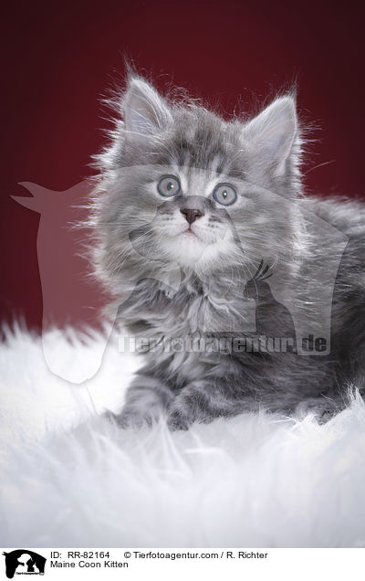 Maine Coon Ktzchen / Maine Coon Kitten / RR-82164