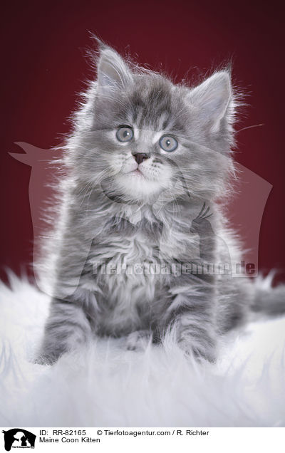 Maine Coon Ktzchen / Maine Coon Kitten / RR-82165